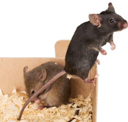 מתי כדאי להזמין לוכד עכברים?